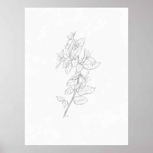 Honeysuckle sketch art print ポスター (正面)