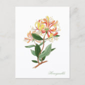 Honeysuckle Vine Vintage Botanical Postcard ポストカード (正面)