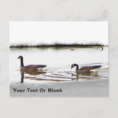 Honkers – カナダゲーゼ ポストカード (正面)