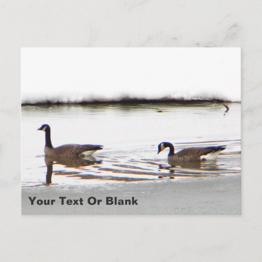 Honkers – カナダゲーゼ ポストカード (正面)