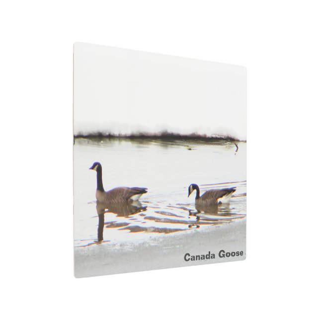 Honkers – カナダゲーゼ メタルプリント (アングル)