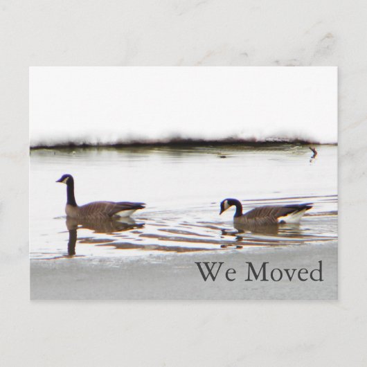 Honkers – カナダゲーゼ 案内ポストカード (正面)