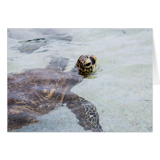 Honuのハワイのウミガメ-ハワイのカメ (正面横)