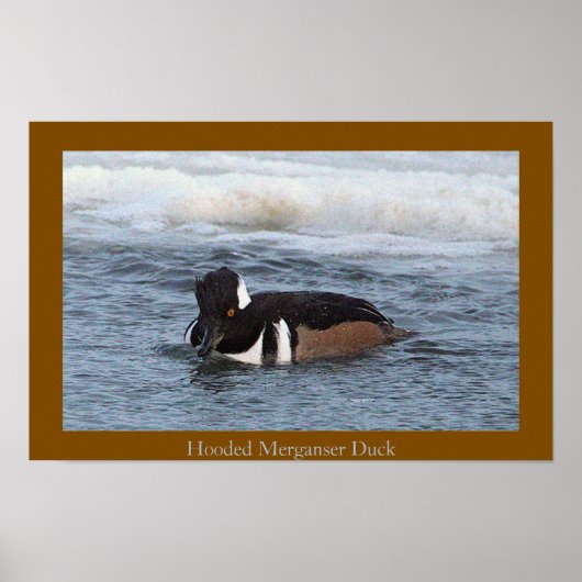 Hooded Merganser Duck Poster ポスター (正面)