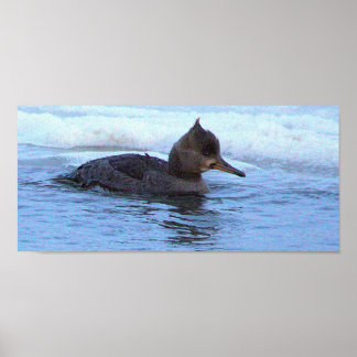 Hooded Merganser Duck Poster ポスター