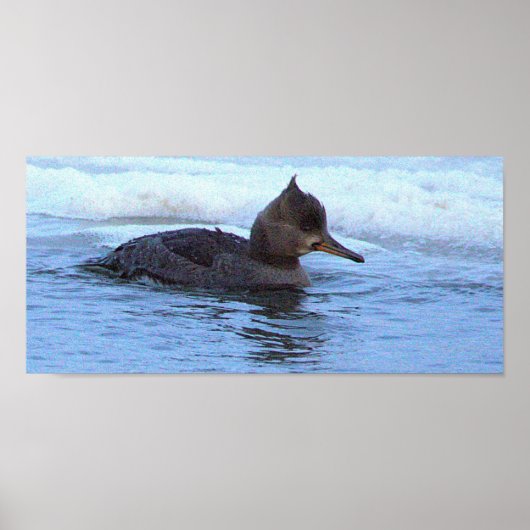 Hooded Merganser Duck Poster ポスター (正面)