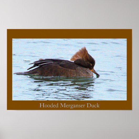Hooded Merganser Duck Poster ポスター (正面)