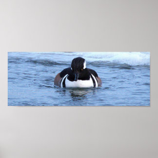 Hooded Merganser Duck Poster ポスター