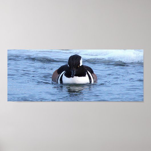 Hooded Merganser Duck Poster ポスター (正面)