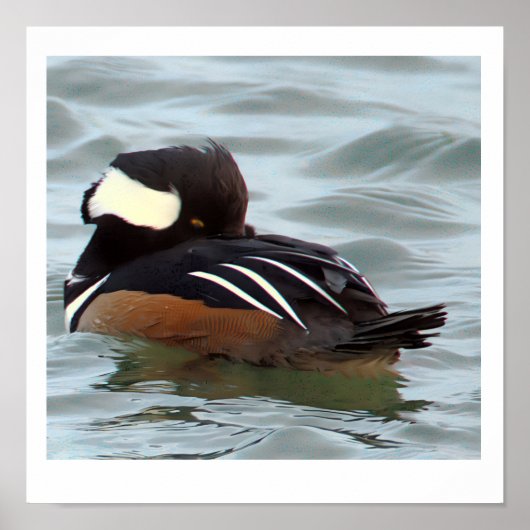 Hooded Merganser Duck Poster ポスター (正面)