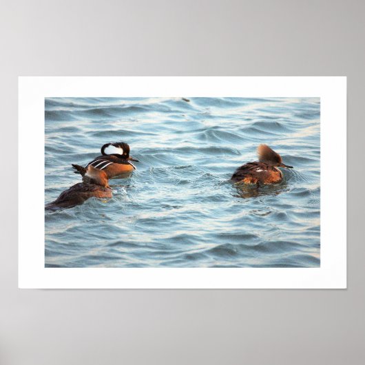 Hooded Merganser Ducks Poster ポスター (正面)