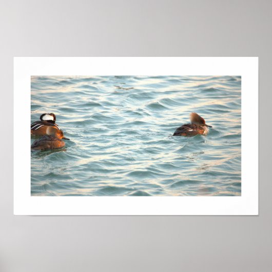 Hooded Merganser Ducks Poster ポスター (正面)