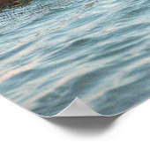 Hooded Merganser Ducks Poster ポスター (角)