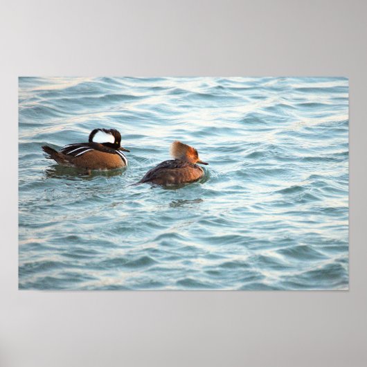 Hooded Merganser Ducks Poster ポスター (正面)