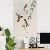 Hooded Visorbearer Hummingbird Augastes lumachella ポスター (ホームオフィス)