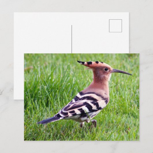 Hoopoeカード ポストカード (正面/裏面)