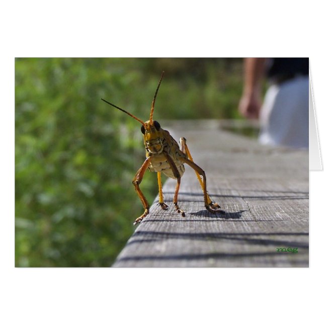 Hoppinは何ですか。 (文字と) (正面横)