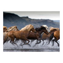 Horde chevaux, Papier poster (mat)