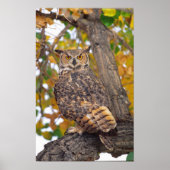 Horned Owl、素晴らしBubo virginianus、先住民 ポスター (正面)
