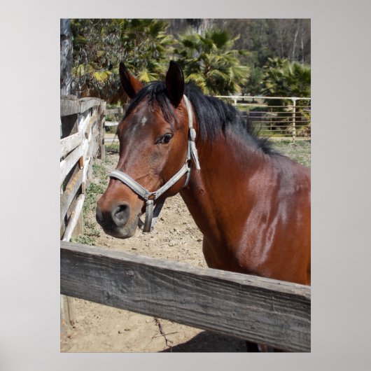 Horse ポスター (正面)