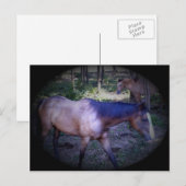 Horse 2はがき ポストカード (正面/裏面)