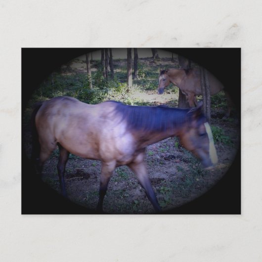 Horse 2はがき ポストカード (正面)