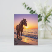 Horse at Sunset on the Beach Coastal Postcard シーズンポストカード (スタンド正面)