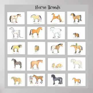Horse Breeds Cartoon Poster ポスター