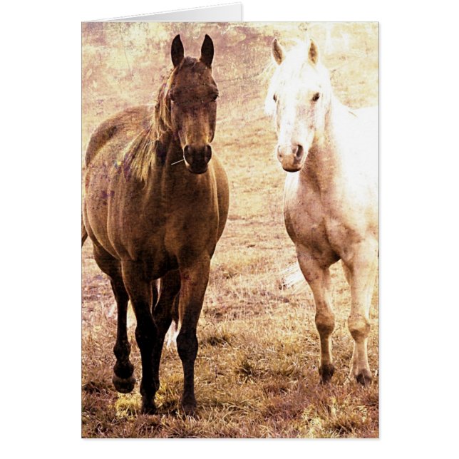 Horse Buddies (正面)