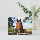 Horse_Delights,_Postkage ポストカード (スタンド正面)