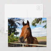 Horse_Delights,_Postkage ポストカード (正面/裏面)