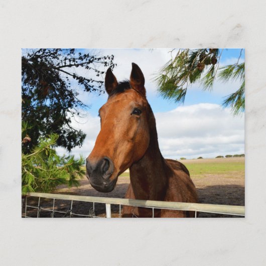 Horse_Delights,_Postkage ポストカード (正面)