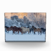 Horse Drive in Winter on Hideout Ranch フォトブロック (正面)