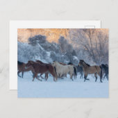 Horse Drive in Winter on Hideout Ranch ポストカード (正面/裏面)
