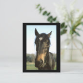 Horse, Dunwich, England – はがき (スタンド正面)