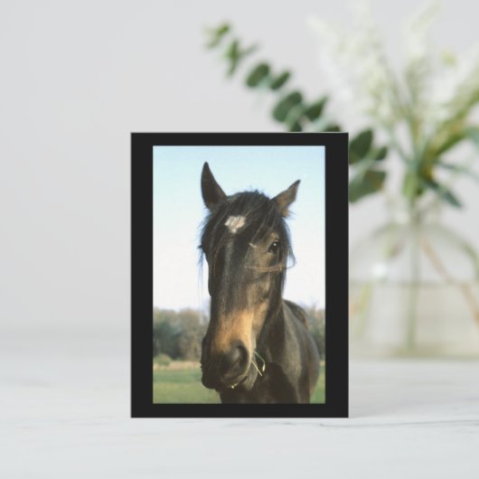 Horse, Dunwich, England – はがき (スタンド正面)