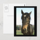 Horse, Dunwich, England – はがき (正面/裏面)