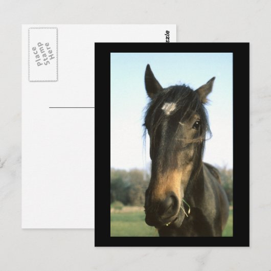 Horse, Dunwich, England – はがき (正面/裏面)