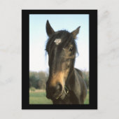 Horse, Dunwich, England – はがき (正面)