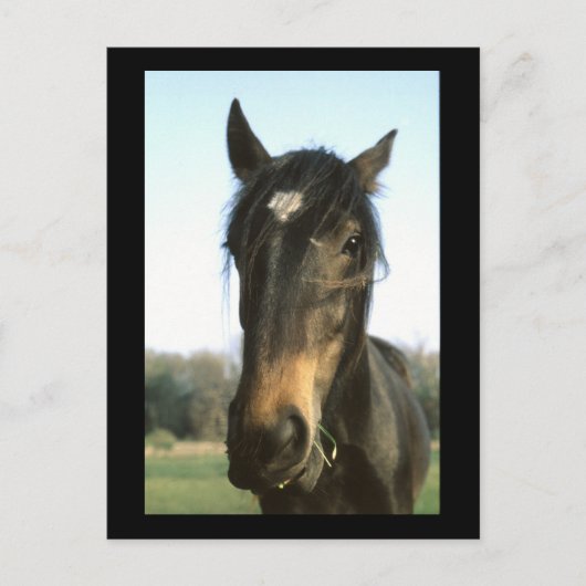 Horse, Dunwich, England – はがき (正面)