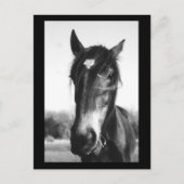 Horse, Dunwich, England – はがき (正面)