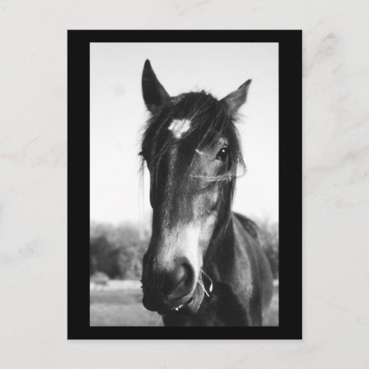 Horse, Dunwich, England – はがき (正面)