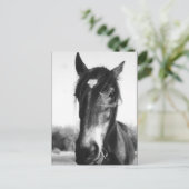 Horse, Dunwich, England – はがき (スタンド正面)