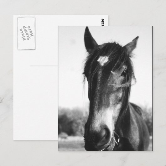 Horse, Dunwich, England – はがき (正面/裏面)