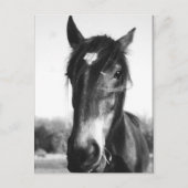 Horse, Dunwich, England – はがき (正面)