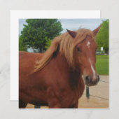 Horse Flat Card Cute Country Western Equine Note (正面/裏面)