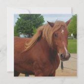 Horse Flat Card Cute Country Western Equine Note (正面)