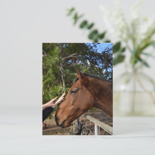Horse Friends Forever、ポストカード ポストカード (スタンド正面)