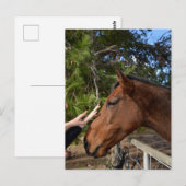 Horse Friends Forever、ポストカード ポストカード (正面/裏面)