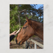 Horse Friends Forever、ポストカード ポストカード (正面)